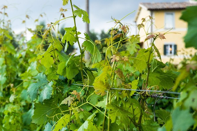 Winery tour and wine & cheese tasting - Price and value: is $60.24 worth it in Orvieto?
