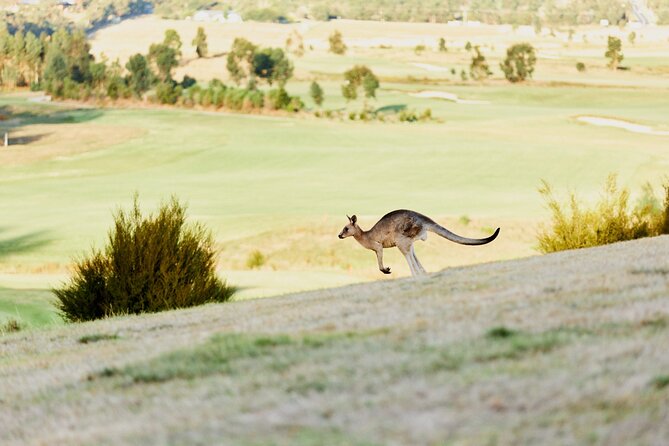 Yarra Valley Chandon Cheese & Sunset Kangaroos from Melbourne - From Melbourne to the Yarra Valley: how the timing actually works