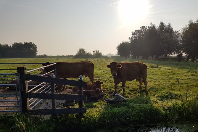 Zaanse Schans and Volendam Private Tour – Clogs, Cheese and More - Volendam’s Dike and Harbor: A Fishing Village That Still Feels Local