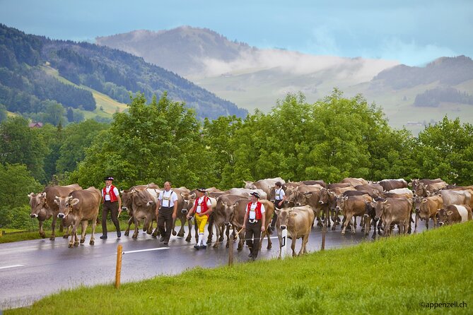 Zurich Open Top Bus, Chocolate and Cheese Factory Tour Appenzell - Who This Tour Suits Best
