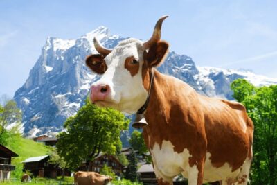 Zurich: Rhine Falls, Chocolate & Cheese Factory Day Trip - The Rhine Falls Experience: More Than a Photo Stop
